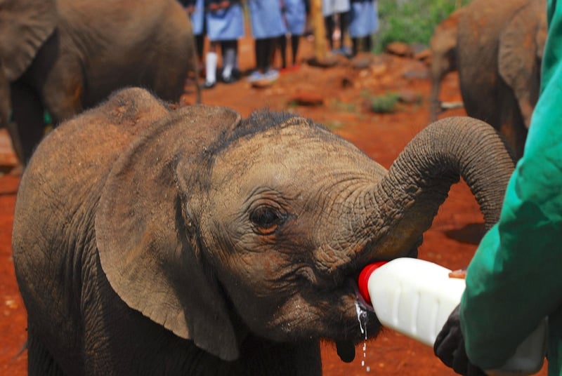 Wildlife Rangers