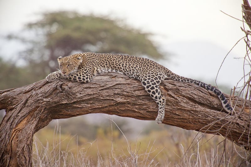 Lions in the Savanna