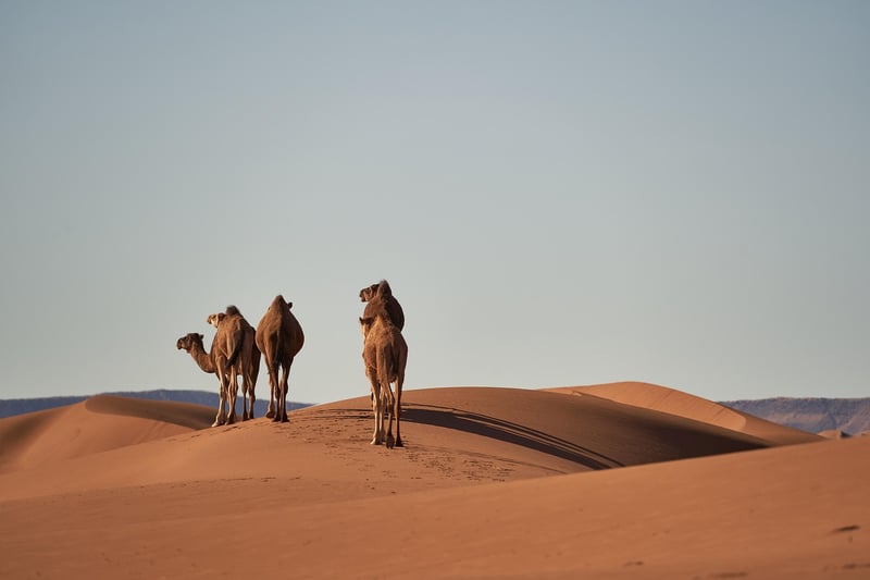 Desert safari